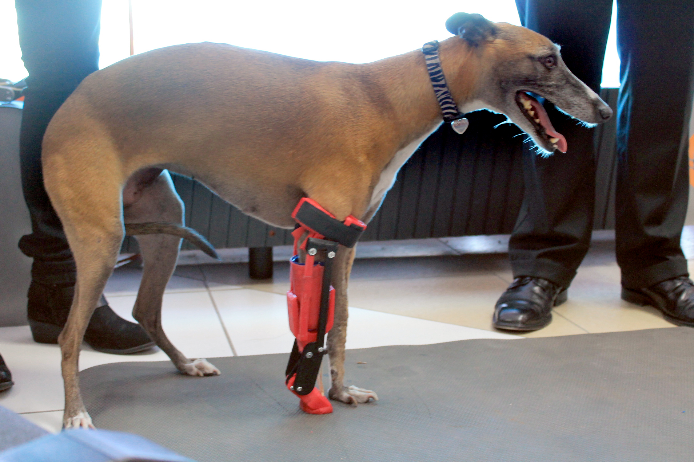 salud Estándar itálico Especialistas de la Universidad del Valle de México crean primera prótesis  articulada en 3D para perro en México – Sala de Prensa UVM