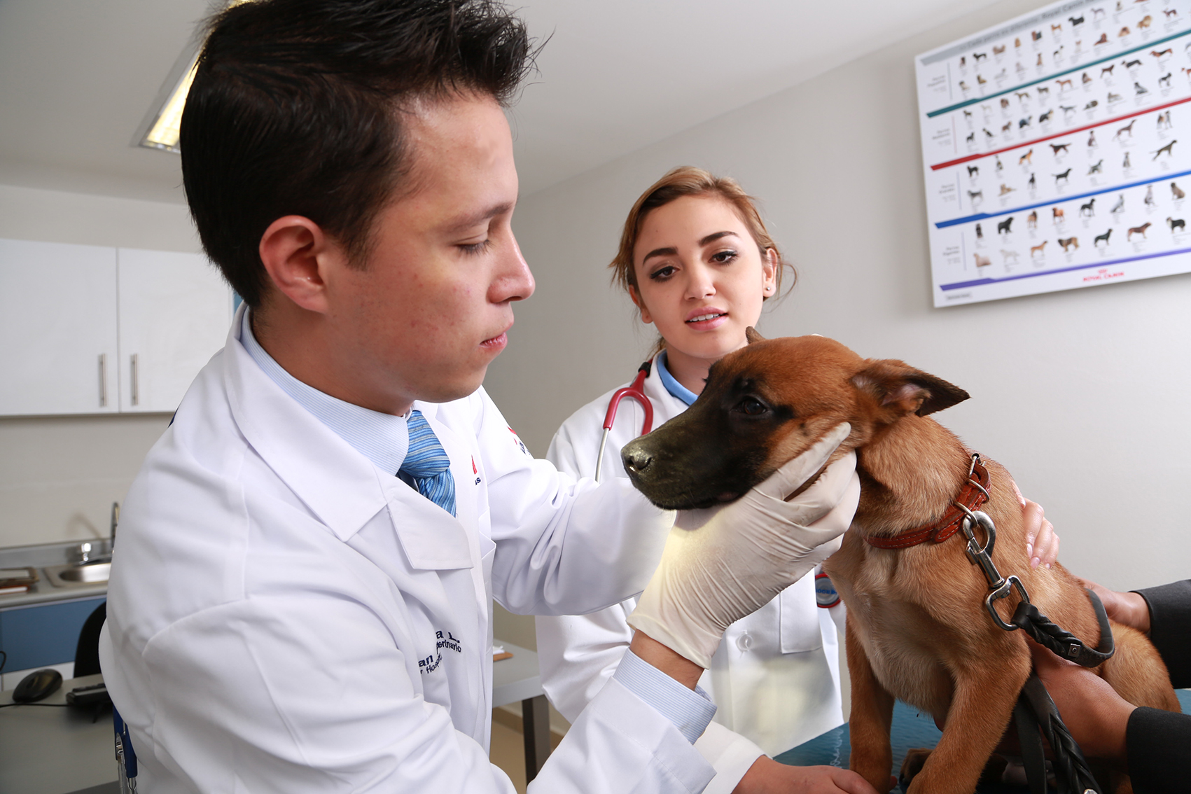 Preguntar Ligadura Inmoralidad Tos de perrera, enfermedad con alto índice de contagio – Sala de Prensa UVM