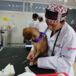 Inaugura la UVM un nuevo espacio de medicina de albergue para animales en situación de calle y el primer Banco de Sangre para Perros, Gatos y Caballos del país