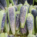 Estudiantes de UVM investigan hongos y levaduras de maíz que promueven el crecimiento de la mazorca y potencian sus nutrientes