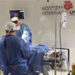 Con la cuarta edición de esterilización el Hospital Veterinario de UVM logra ayudar a más de mil animales en situación de calle