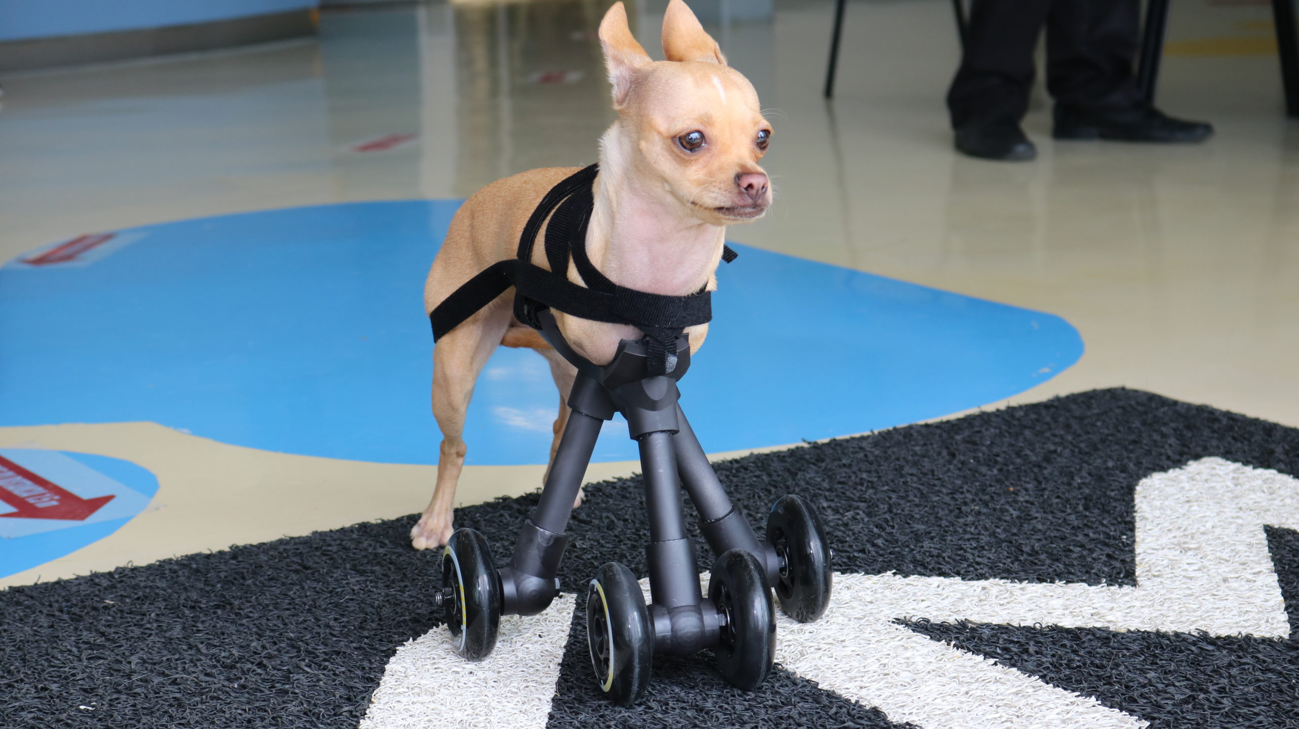 Fundacion Grupo Patitas - FOTO ILUSTRSTIVA. Quien hace carrito de caños de  PVC para perro paralítico? 3795321622.