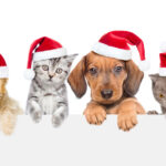 Advierten situaciones de riesgo frecuentes para las mascotas en época decembrina